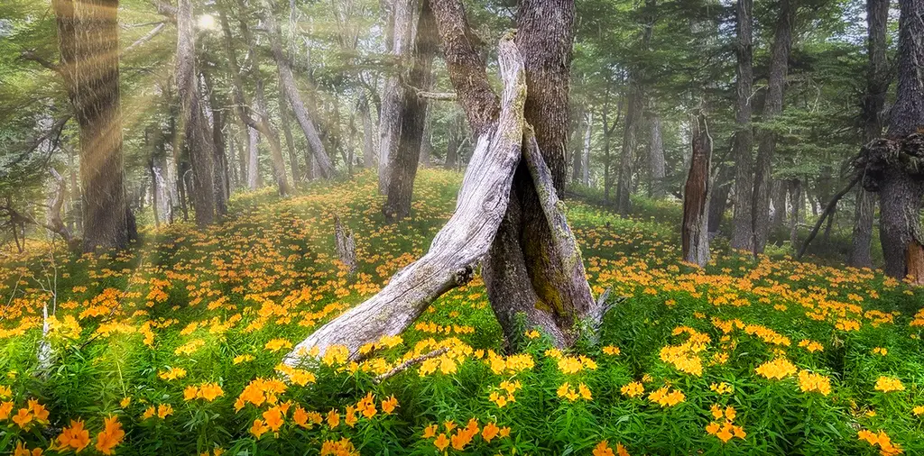 Des fleurs Amancay dans Vallée de Challhuaco(près de Bariloche)