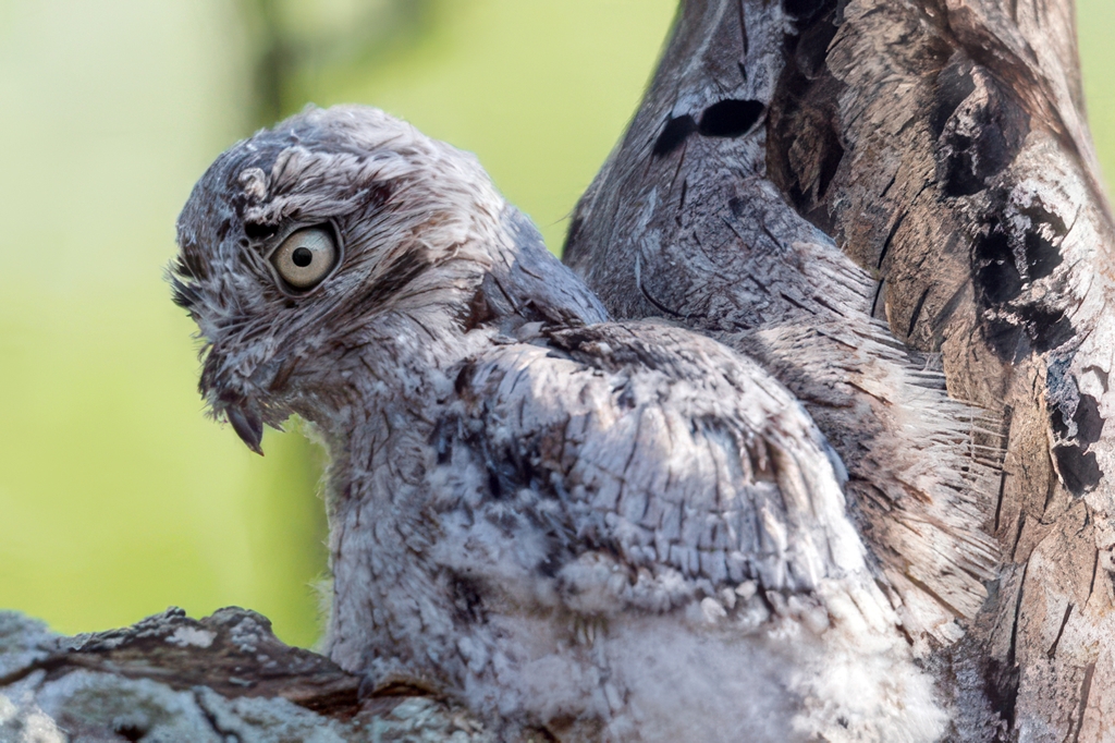  Jeune de Kakuy" ou "Urutaú. Il semble se confondre avec l’arbre, comme une branche. On l’appelle aussi « oiseau fantôme ». C’est actuellement une espèce en voie de disparition. 